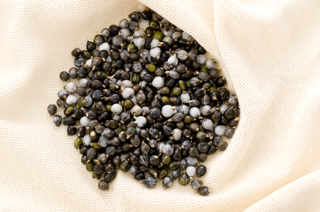 Job's tears (coix lachryma-jobi)の写真素材