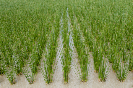 Rush (Juncus effusus) fieldの写真素材
