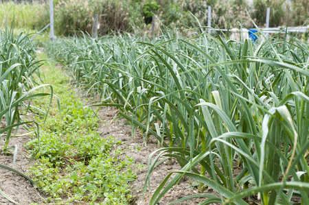 Green Garlic fieldの写真素材