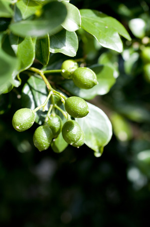 Young fruits of orange jessamineの写真素材