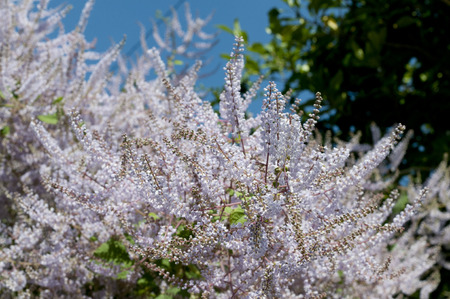 Tetradenia riparia, Nutmeg bush, Mochasma, Iboza ripariaの写真素材