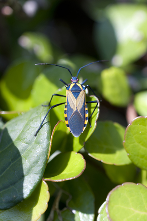 Bug on green grass in nature. Plinachtus basalis