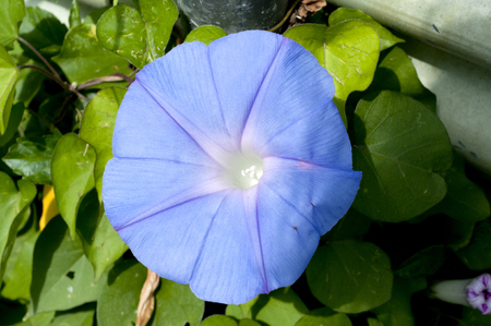 Ipomoea indicaの写真素材
