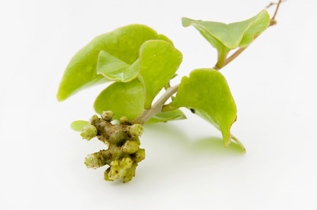 Madeira vine, UNNANHYAKUYAKU, Okawakame, Akazakazura, Propaguleの写真素材