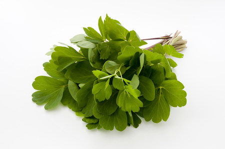 choumeisou, herb, Peucedanum japonicum backgroundの写真素材
