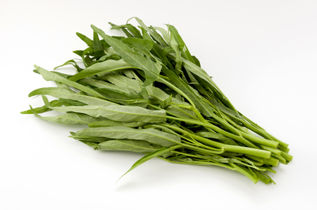 Chinese Morning Glory on white background