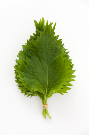 fresh green shiso leaf on white backgroundの写真素材
