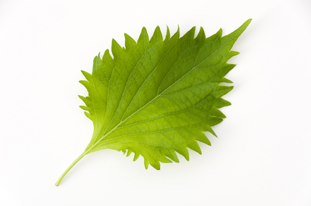 fresh green shiso leaf on white backgroundの写真素材