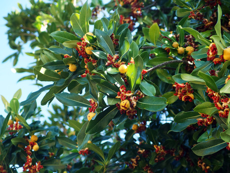 Red seeds in yellow fruits of Japanese Cheesewood or Pittosporum tobira