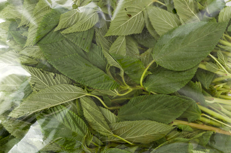 fresh Nalta jute in a plastic bag