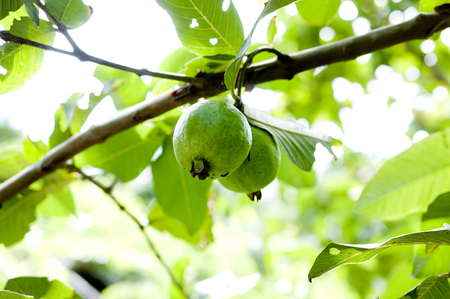 guava fruits on a treeの写真素材