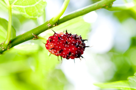 Fresh mulberry fruits on the branch of the mulberry tree.の写真素材
