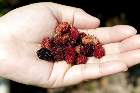 Fresh mulberry fruitsの写真素材