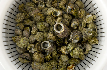 tiny sea shells, Lunella coronata, In Okinawa it is a small sea snail called Chinbora