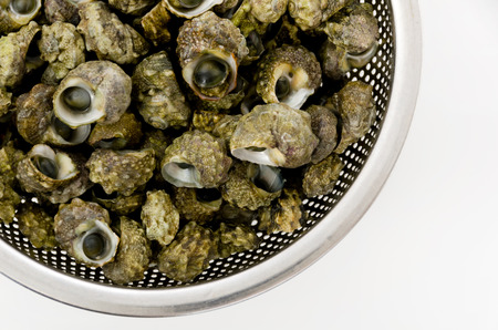 tiny sea shells, Lunella coronata, In Okinawa it is a small sea snail called Chinboraの写真素材