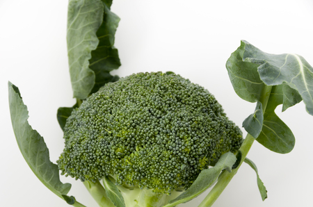 Fresh broccoli on white backgroundの写真素材
