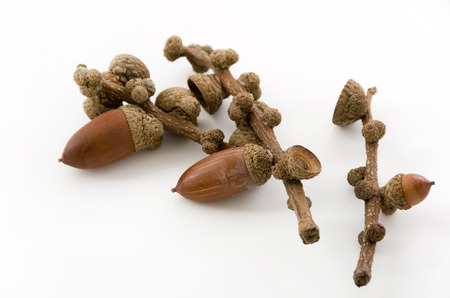 acorns on white background