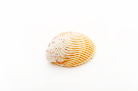 Sea shell close-up with white backgroundの写真素材