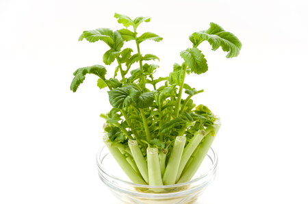 reborn vegetable "regenerated vegetables" Japanese radishの写真素材
