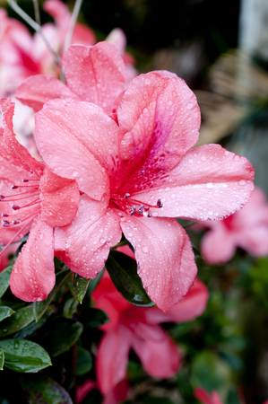 Azaleas, flowers blooming in spring.の写真素材