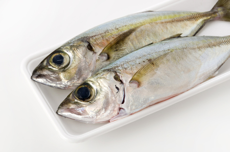 Selar crumenophthalmus, Bigeye scad, fish on white foam tray on white background.の写真素材