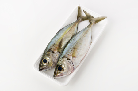 Selar crumenophthalmus, Bigeye scad, fish on white foam tray on white background.の写真素材