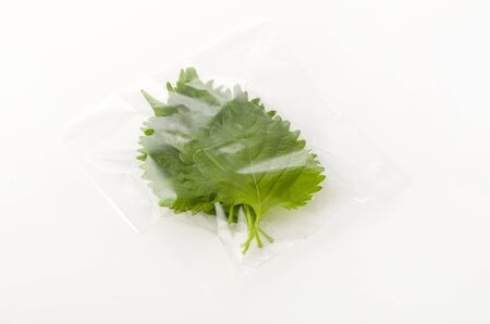 fresh green shiso (perilla) or oba leaf in transparent plastic bag on white backgroundの写真素材