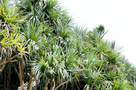 Pandanus utilis, Screw pine, Walking palmの写真素材