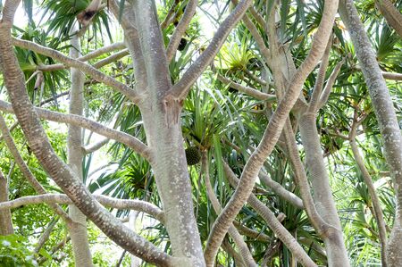 Pandanus utilis, Screw pine, Walking palmの写真素材