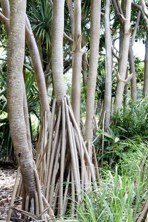 Pandanus utilis, Screw pine, Walking palmの写真素材