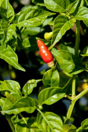 Chilli Pepper.の写真素材