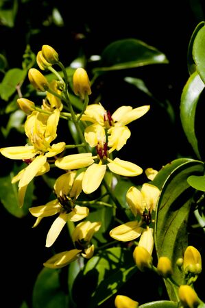 Tristellateia australasiae species plants with yellow colour in the garden.の写真素材