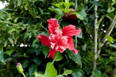 Hibiscus 'Red Flamingo' El Capitolioの写真素材