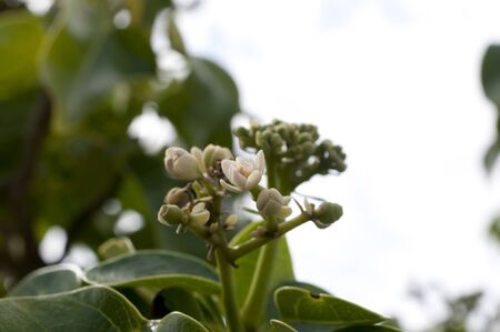 hasunohagiri, Hernandia nymphaeifolia of Okinawaの写真素材
