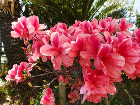Azaleas, flowers blooming in spring.の写真素材