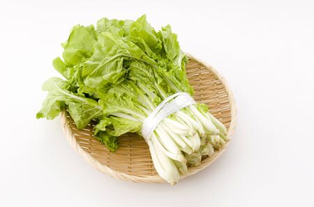 Shantung vegetables, a genus of Chinese cabbage called 'santou-na'の写真素材