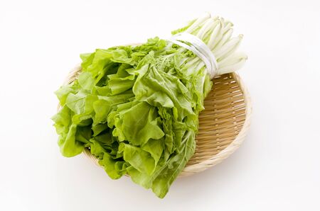 Shantung vegetables, a genus of Chinese cabbage called 'santou-na'の写真素材