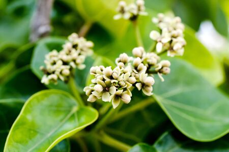 hasunohagiri flower, Hernandia nymphaeifoliaの写真素材