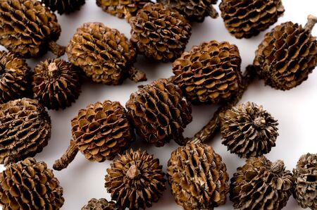 casuarina equisetifolia fruits dried on white backgroundの写真素材