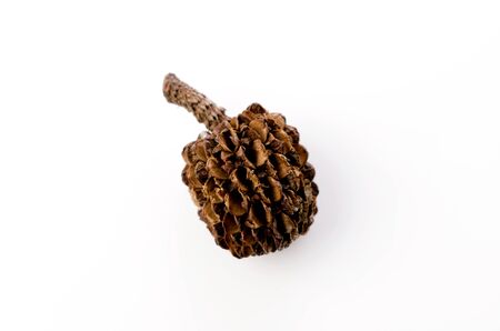 casuarina equisetifolia fruits dried on white backgroundの写真素材