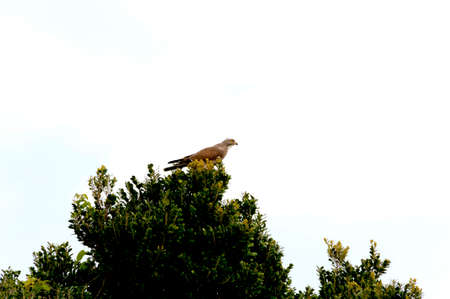 Sashiba (Gray faced buzzard) is relaxing on the top of tree