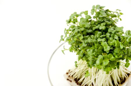 Broccoli sprouts on transparent glass plateの写真素材
