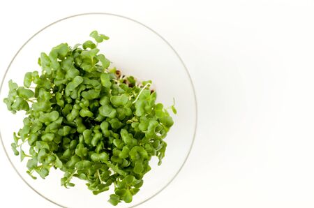 Broccoli sprouts on transparent glass plateの写真素材