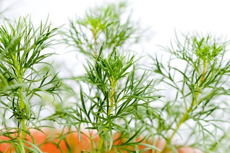 Hamamachi, Ryukyuyomogi, Artemisia campestris, wormwood, mugwort,の写真素材