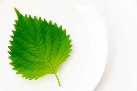 Fresh Green Shiso (perilla frutescens)  or Oba leaf on white plateの写真素材