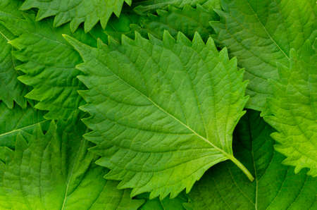 Fresh Green Shiso (perilla frutescens)  or Oba leaf backgroundの写真素材
