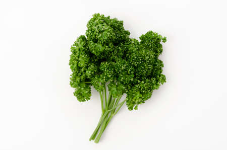 fresh curly parsley on a white backgroundの写真素材