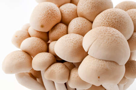 Brown beech mushroom on white background