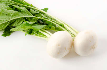 Japanese White Turnip on white backgroundの写真素材