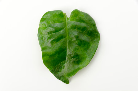 UNNANHYAKUYAKU, Okawakame,  Akazakazura, Anredera cordifolia, commonly known as Madeira-vine or mignonette vine.の写真素材